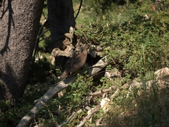 Dendragapus obscurus