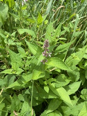 Stachys
