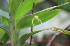 Maxillaria montezumae