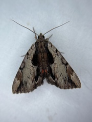 Catocala ultronia