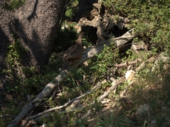 Dendragapus obscurus