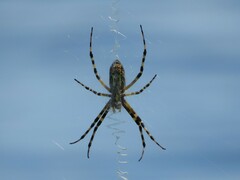 Argiope aurantia
