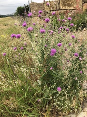 Cirsium
