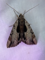 Catocala ultronia