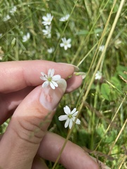 Caryophyllaceae