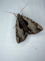 Catocala ultronia