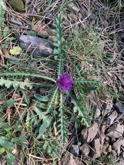 Cirsium acaule