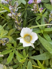Calochortus subalpinus