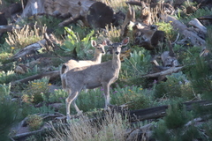 Odocoileus virginianus couesi