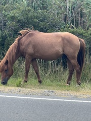 Equus caballus