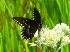 Papilio troilus