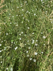 Caryophyllaceae
