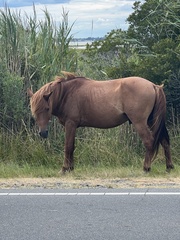 Equus caballus