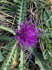 Cirsium acaule