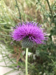 Cirsium