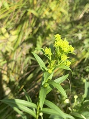 Solidago riddellii