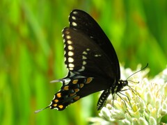 Papilio troilus