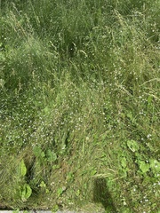 Caryophyllaceae