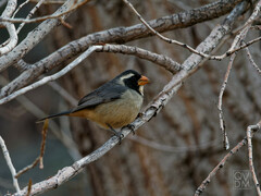 Saltator aurantiirostris