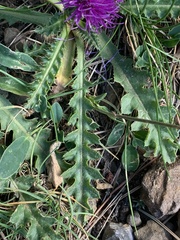 Cirsium acaule