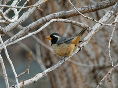 Saltator aurantiirostris