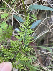 Cheilanthes