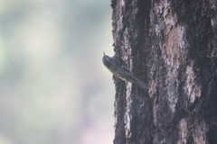Certhia americana