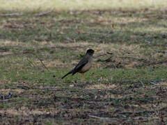 Turdus falcklandii