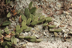 Dendrobium linguiforme