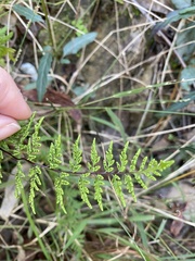 Cheilanthes