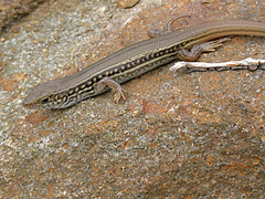 Ctenotus robustus