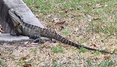 Intellagama lesueurii