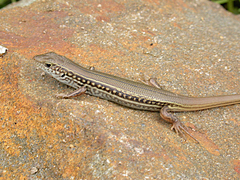 Ctenotus robustus