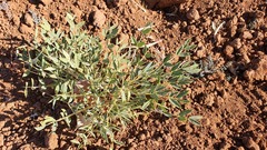 Astragalus oleifolius