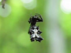 Micrathena gracilis