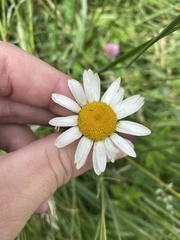 Anthemideae