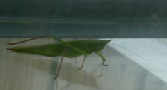 Neoconocephalus ensiger