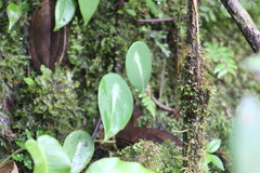 Peperomia obtusifolia