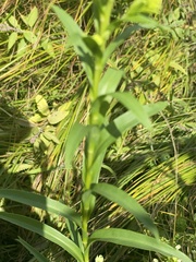 Solidago riddellii