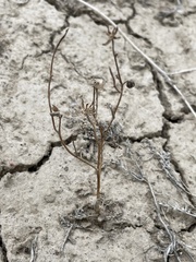 Chaenactis stevioides