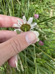 Anthemideae