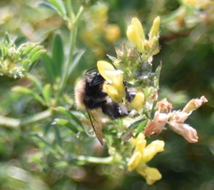 Bombus pascuorum