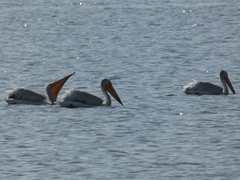 Pelecanus erythrorhynchos