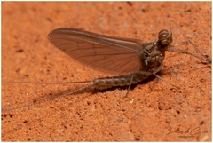 Callibaetis