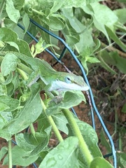 Anolis carolinensis