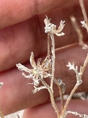 Chaenactis stevioides