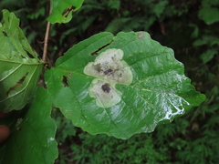 Cameraria hamameliella