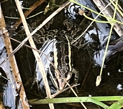 Lithobates palustris