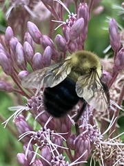 Bombus impatiens