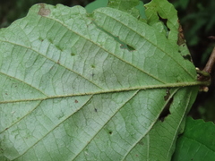 Cameraria hamameliella